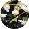 tesori_aviváž_japanese_druhy